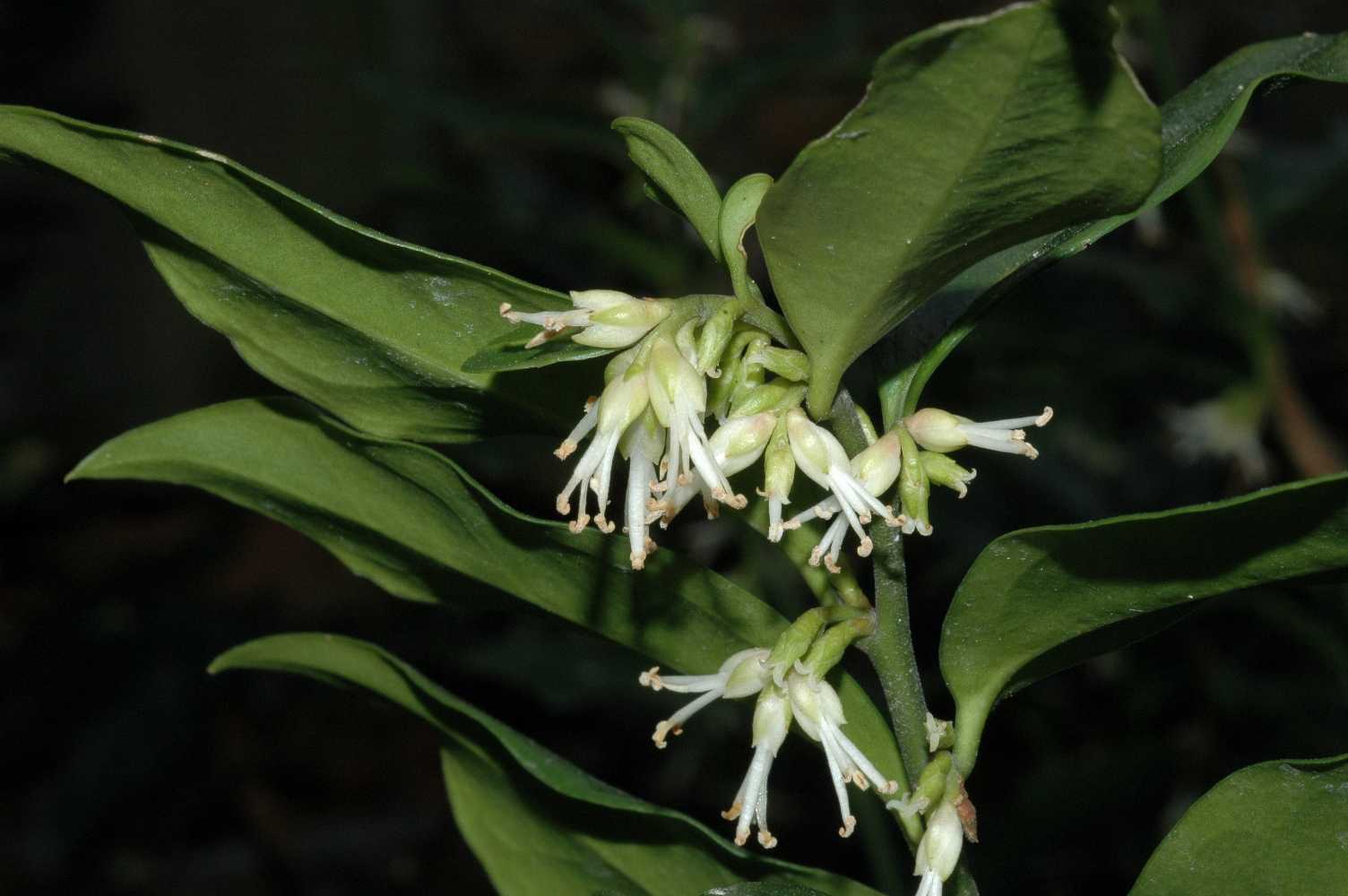 Buxaceae Sarcococca confusa