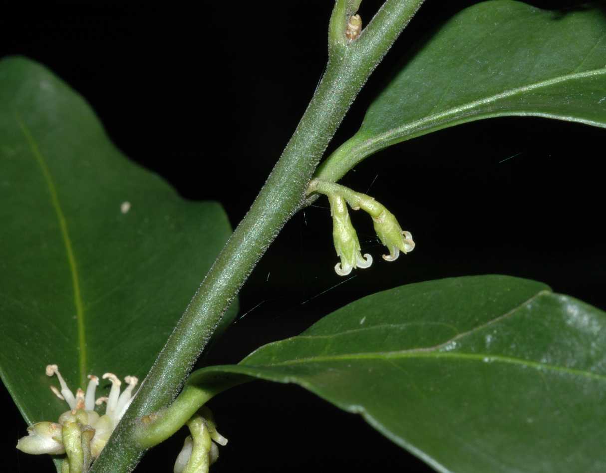 Buxaceae Sarcococca confusa