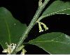image of Sarcococca confusa