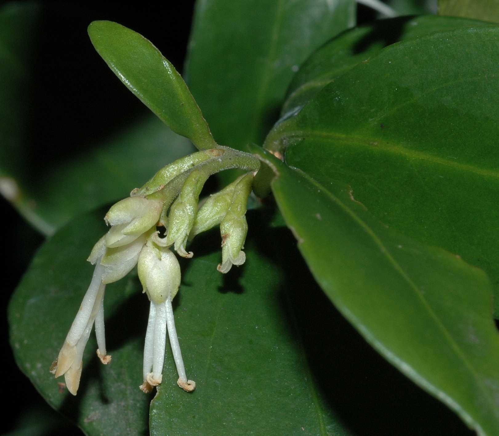 Buxaceae Sarcococca confusa