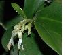 image of Sarcococca confusa