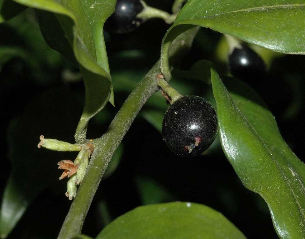 Buxaceae Sarcococca confusa