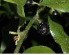 image of Sarcococca confusa