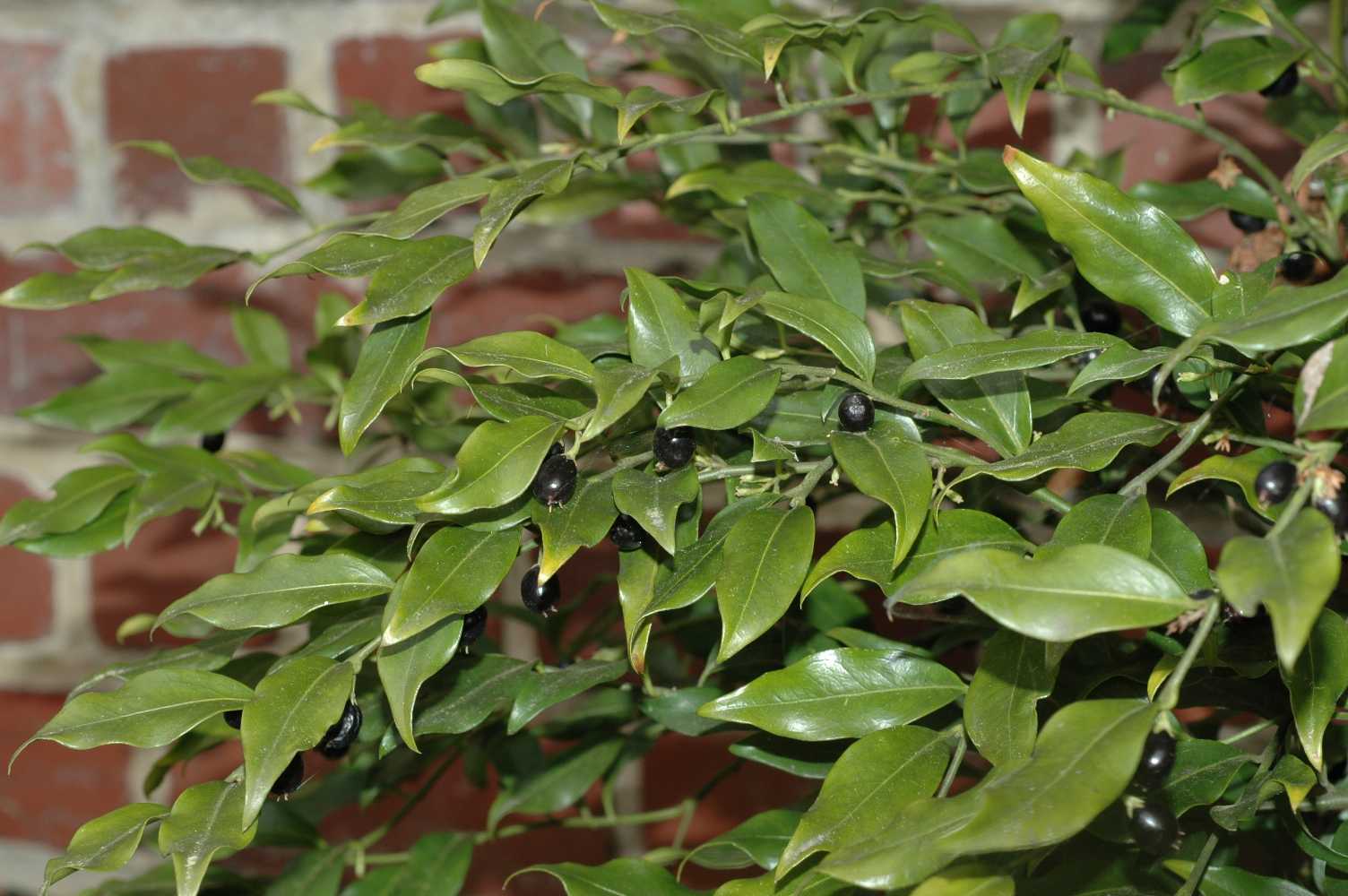 Buxaceae Sarcococca confusa