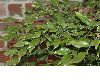 image of Sarcococca confusa