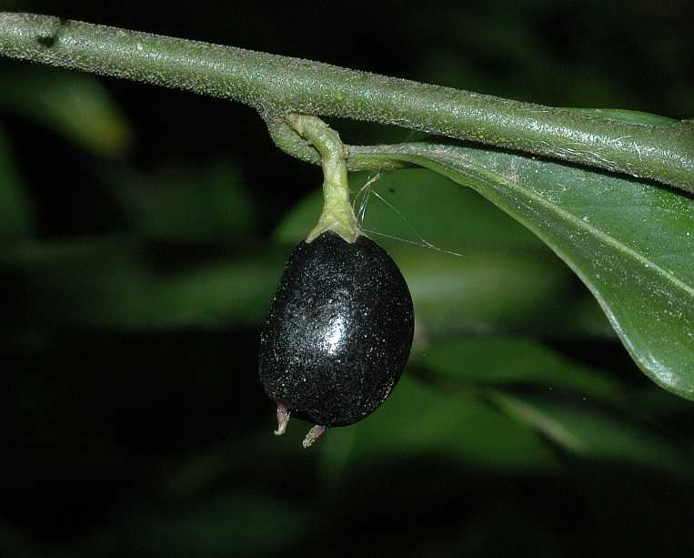 Buxaceae Sarcococca confusa