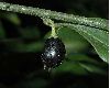 image of Sarcococca confusa