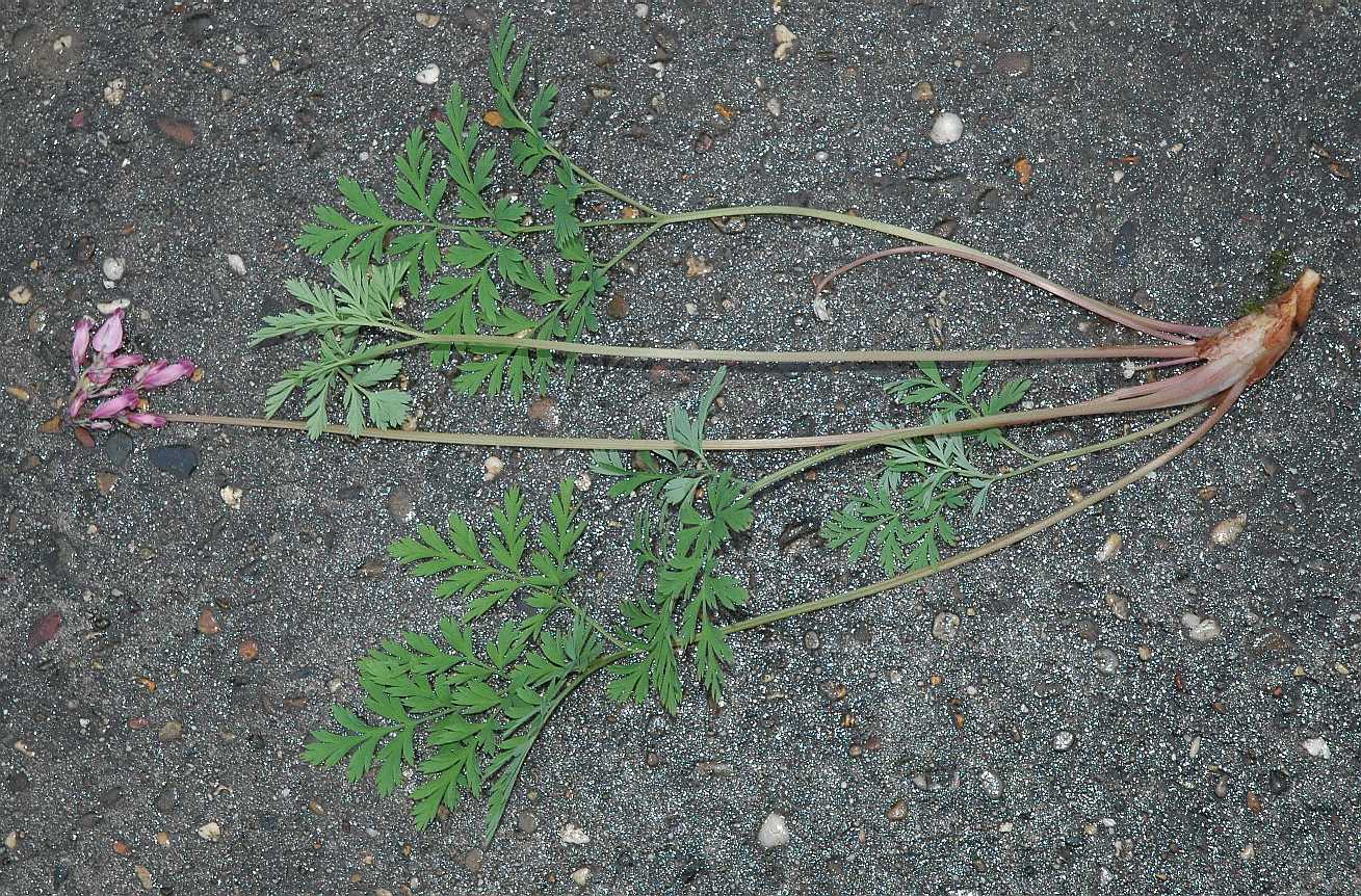 Papaveraceae Dicentra formosa