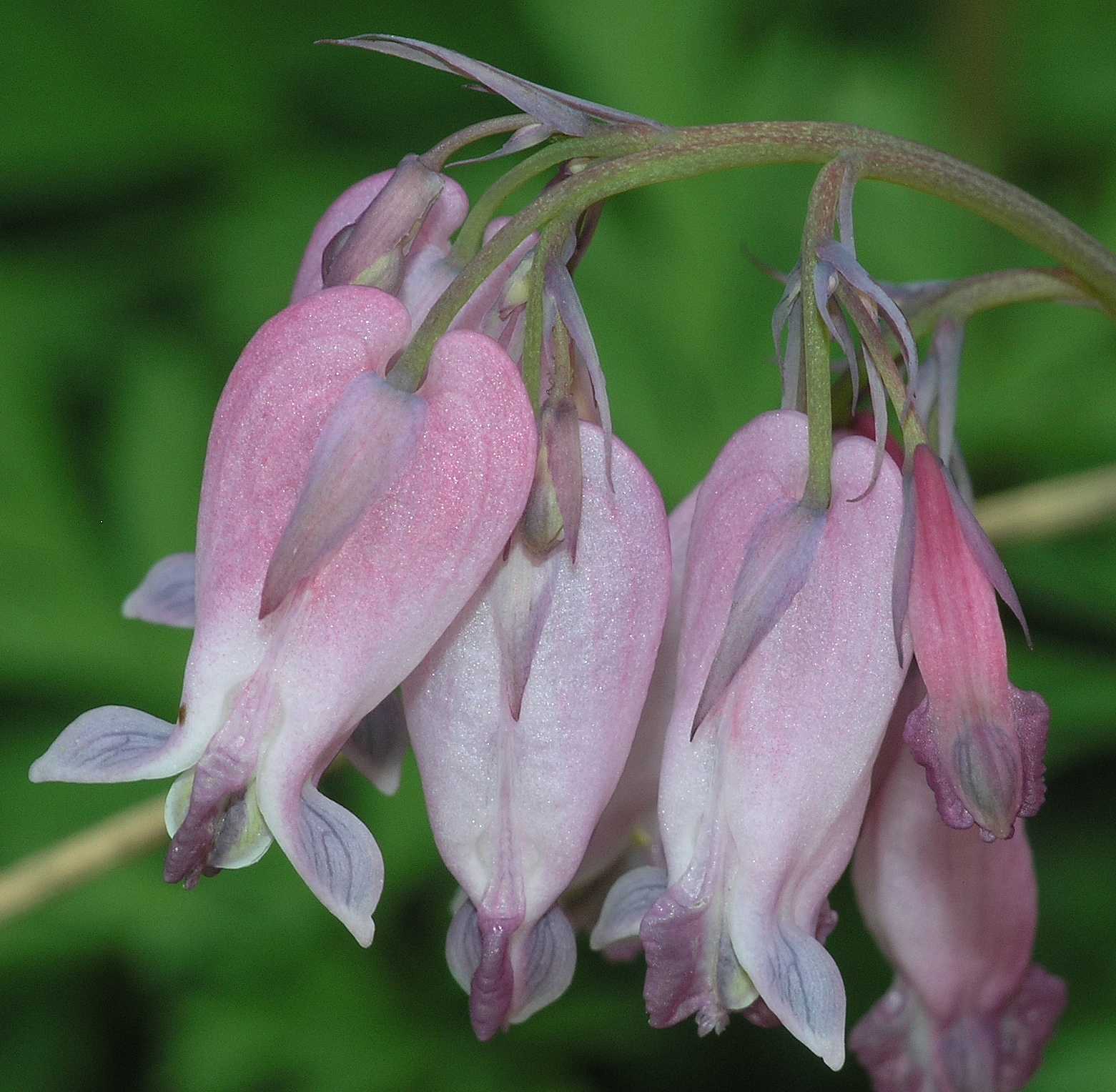 Papaveraceae Dicentra formosa