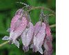 image of Dicentra formosa