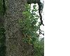 image of Acer pseudoplatanus