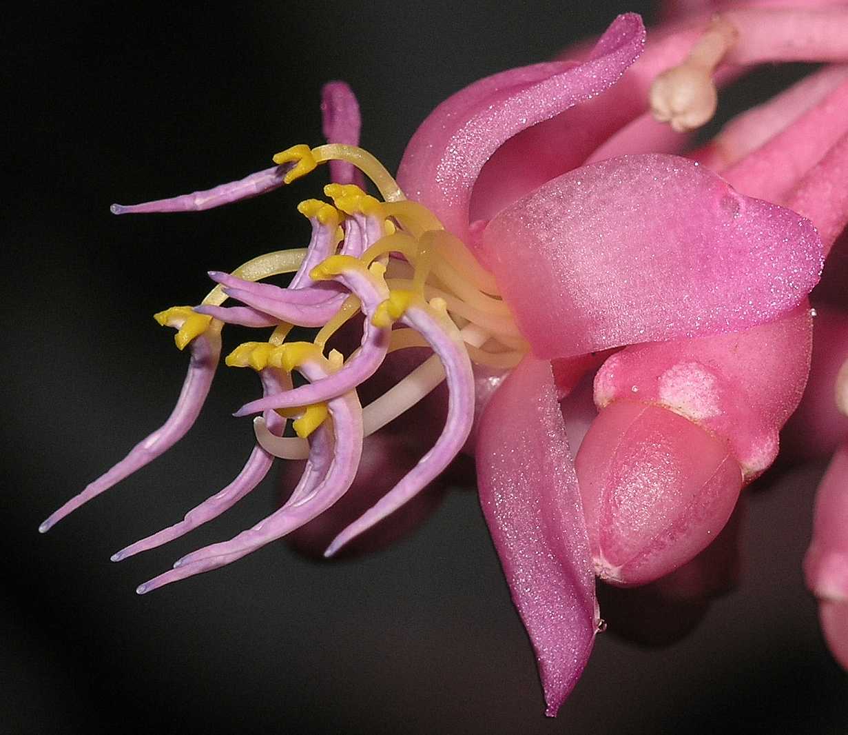 Melastomataceae Medinilla magnifica