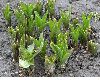 image of Colchicum autumnale