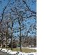 image of Liriodendron tulipifera