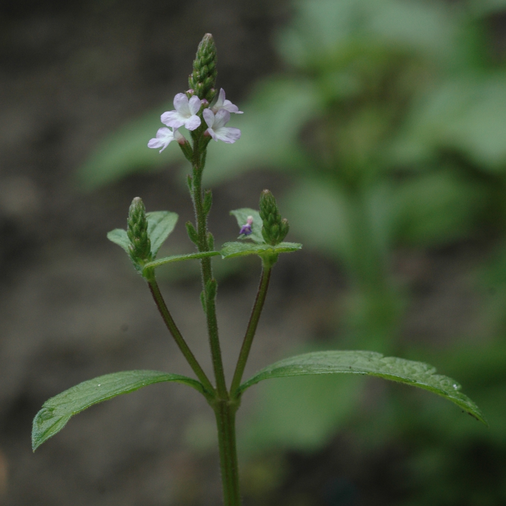 Verbenaceae Verbena officinalis
