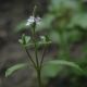 image of Verbena officinalis