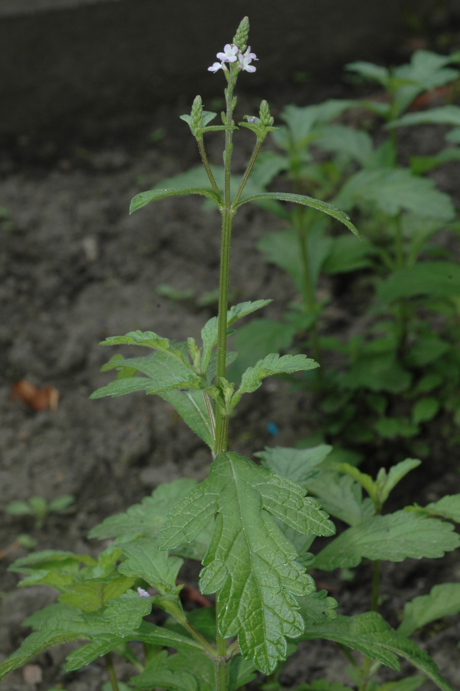 Verbenaceae Verbena officinalis