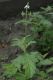 image of Verbena officinalis