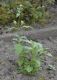image of Verbena officinalis