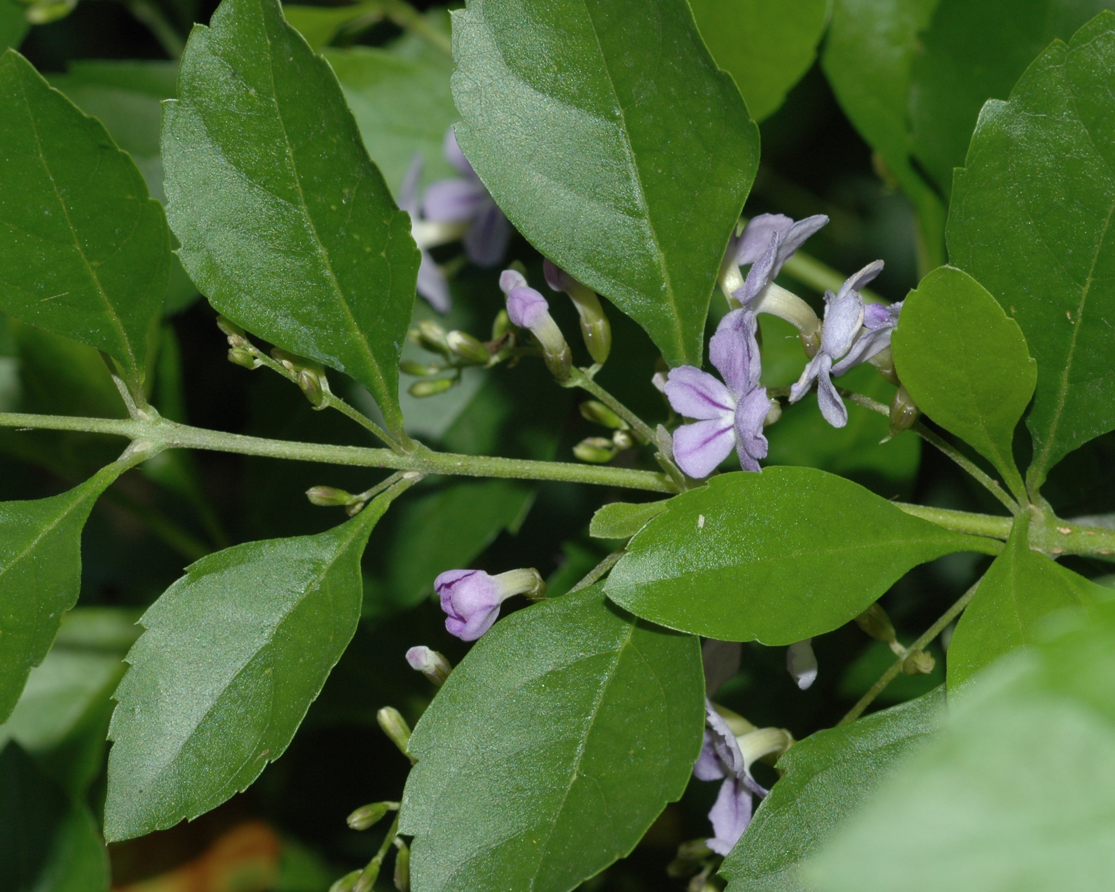 Verbenaceae Duranta erecta