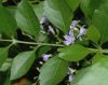 image of Duranta erecta