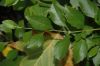 image of Duranta erecta