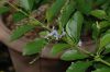 image of Duranta erecta