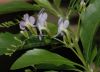 image of Duranta erecta