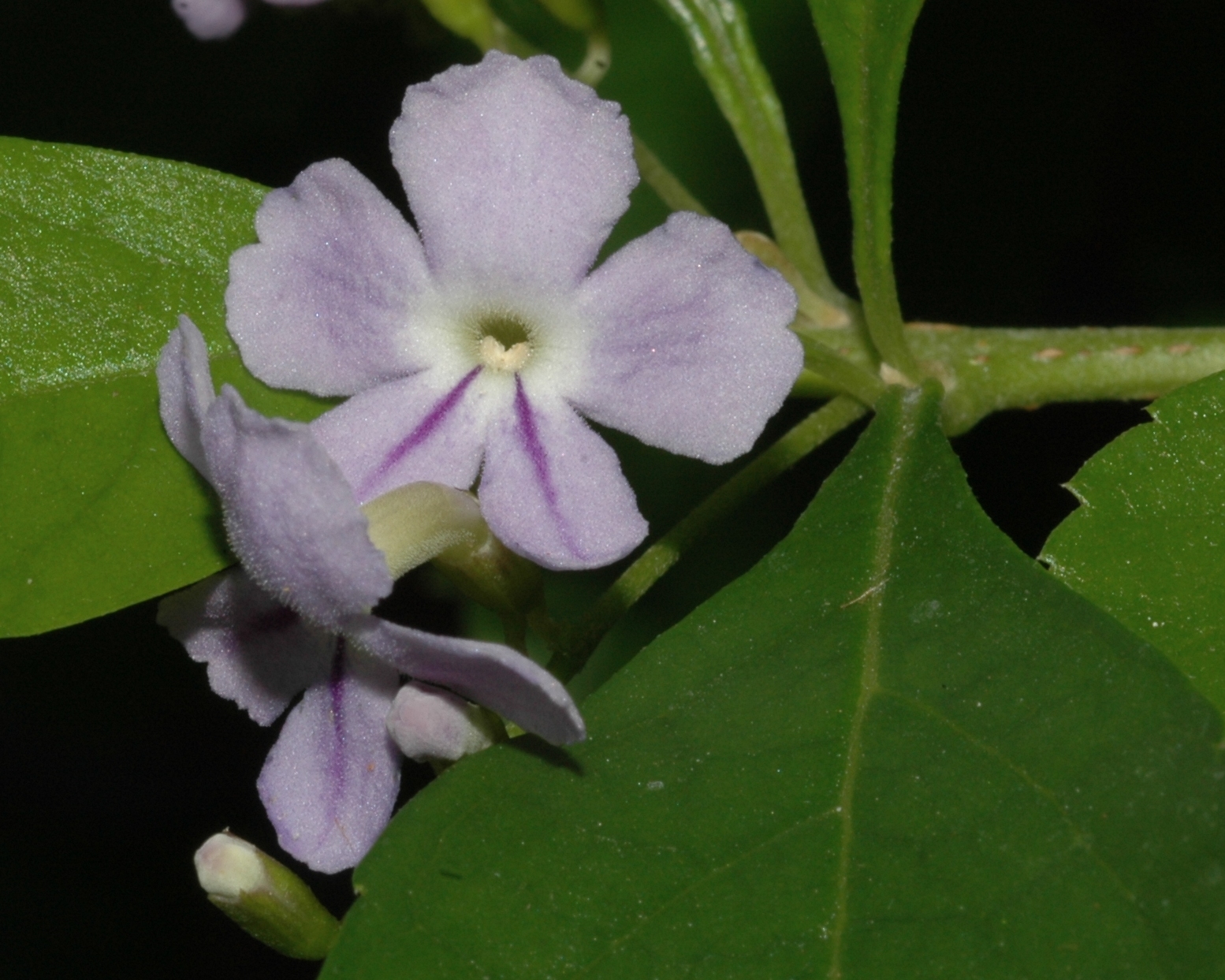 Verbenaceae Duranta erecta