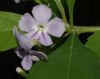 image of Duranta erecta