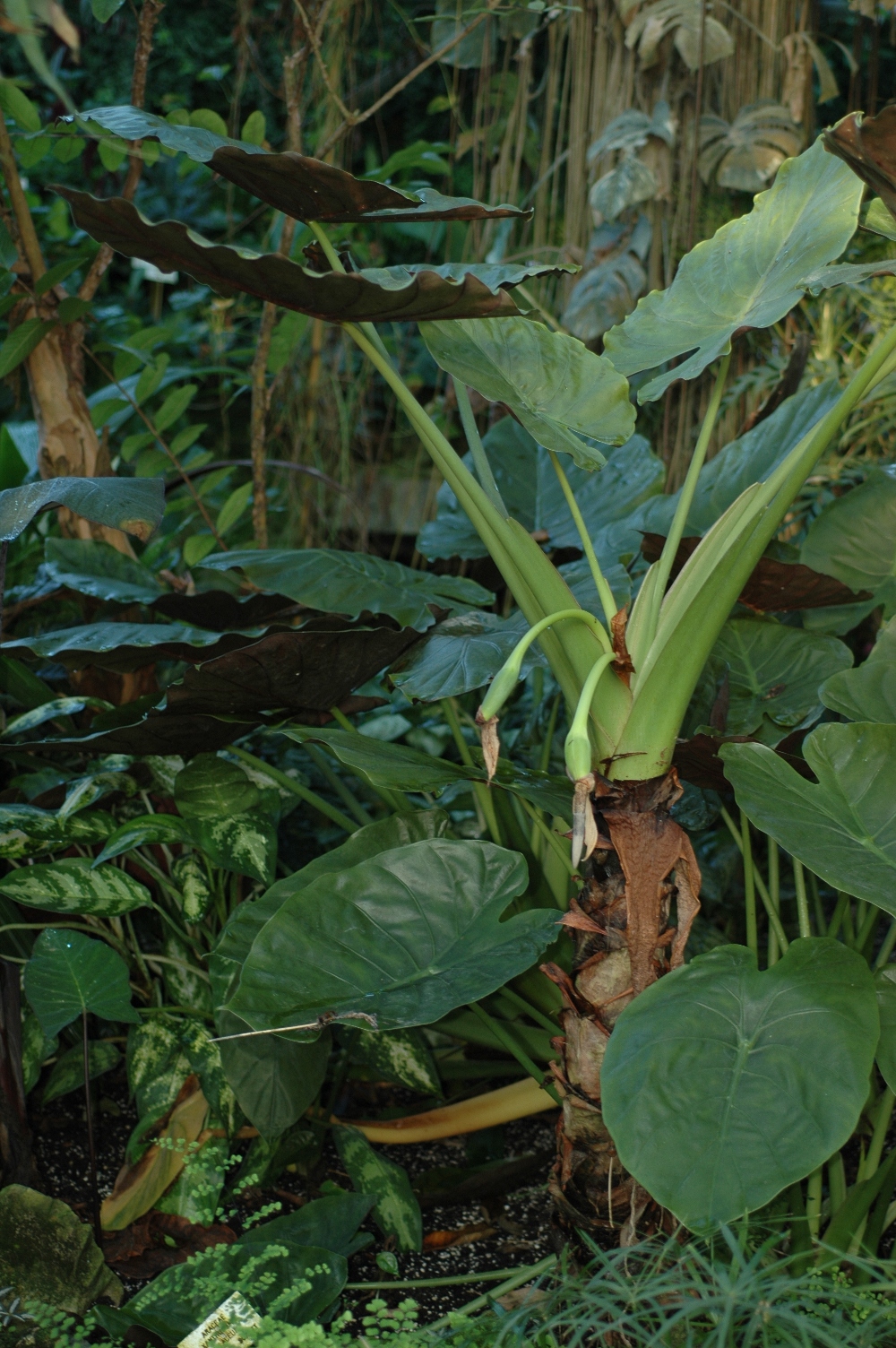 Araceae Xanthosoma violaceum