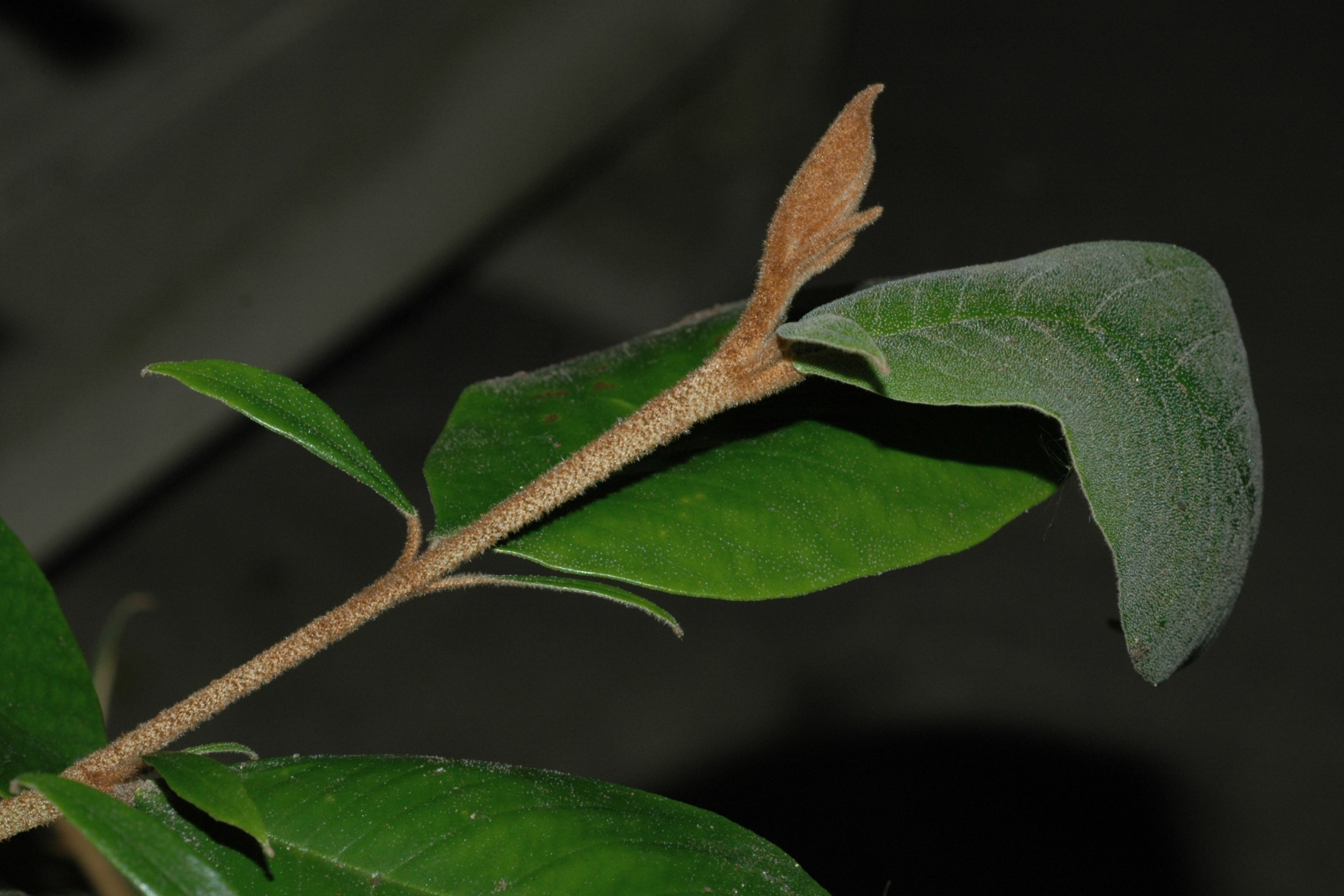 Hamamelidaceae Trichocladus ellipticus