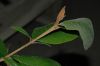 image of Trichocladus ellipticus