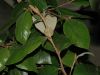 image of Trichocladus ellipticus