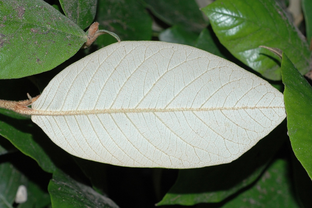 Hamamelidaceae Trichocladus ellipticus