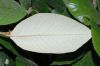image of Trichocladus ellipticus