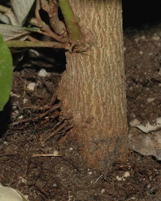Hamamelidaceae Trichocladus ellipticus