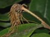 image of Trichocladus ellipticus