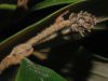 image of Trichocladus ellipticus