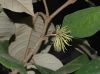 image of Trichocladus ellipticus