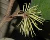 image of Trichocladus ellipticus