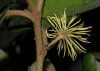 image of Trichocladus ellipticus
