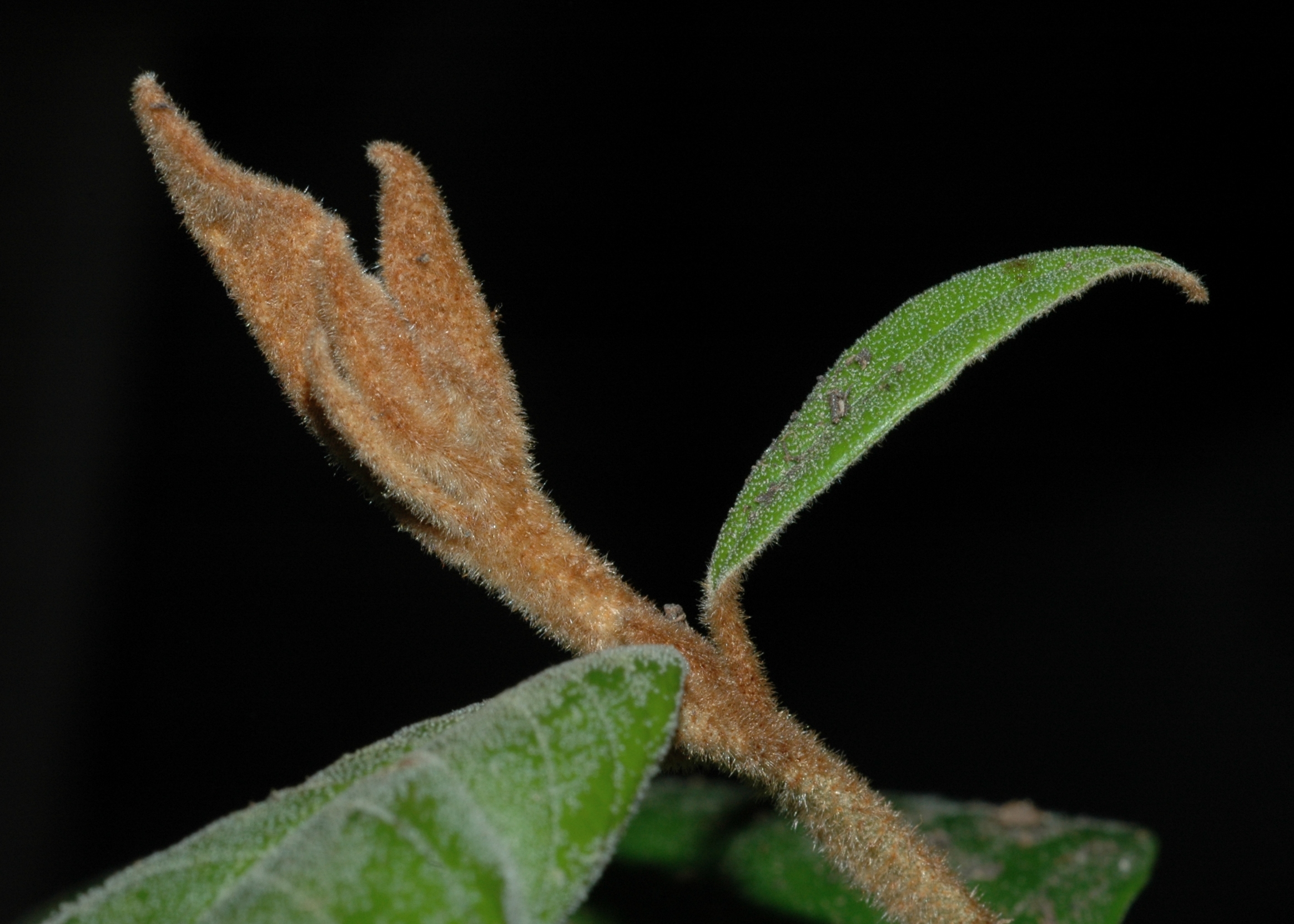 Hamamelidaceae Trichocladus ellipticus