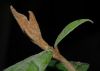image of Trichocladus ellipticus
