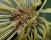 image of Trichocladus ellipticus
