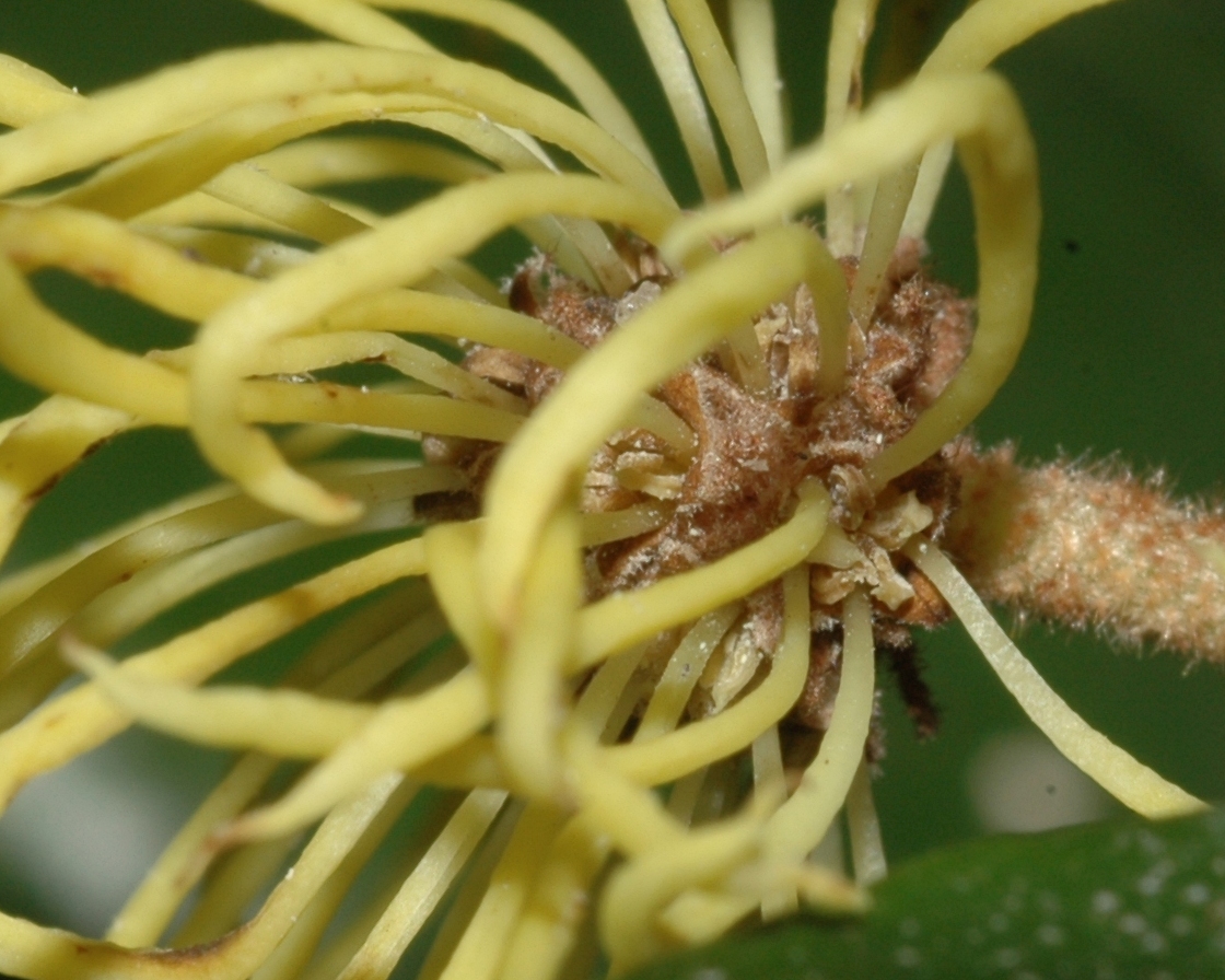 Hamamelidaceae Trichocladus ellipticus
