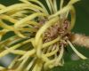 image of Trichocladus ellipticus