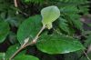 image of Trichocladus ellipticus