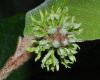 image of Trichocladus ellipticus