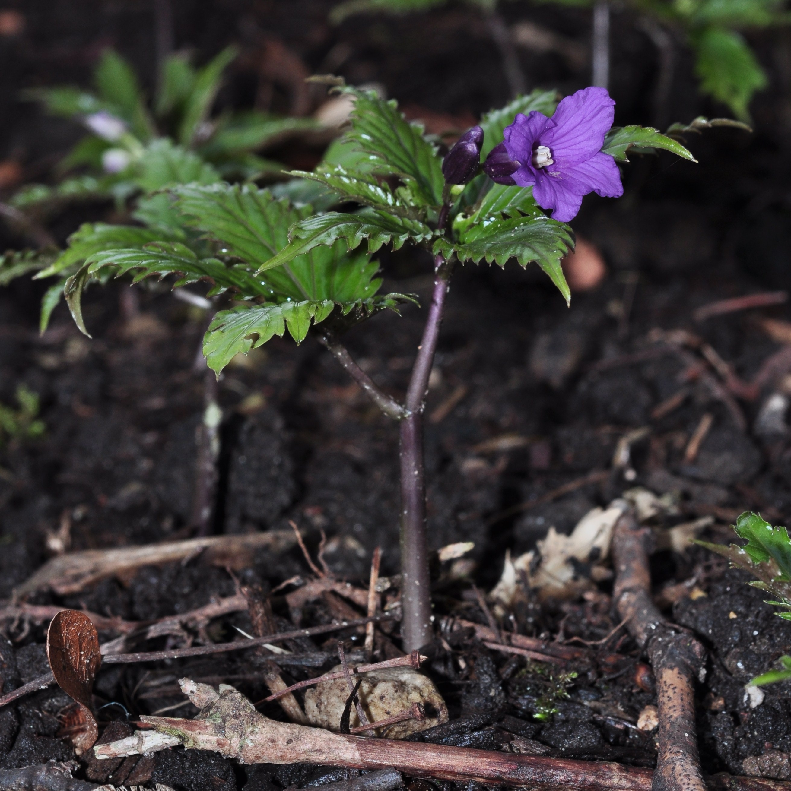 Brassicaceae Cardamine glanduligera